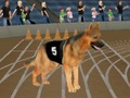 Jogo Febre de corrida de cachorro maluca online