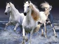 Jogo Cavalos  online