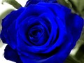 Jogo Rosas azuis  online