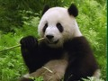Jogo Puzzle de pandas online