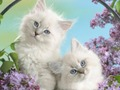 Jogo Gatinho engraçado  online