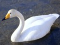 Jogo Cisnes graciosos  online