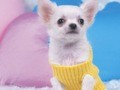Jogo Lindo quebra -cabeça de cachorro online