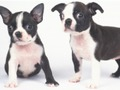Jogo Slide adorável filhote de cachorro  online