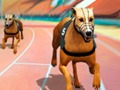 Jogo Crazy Dog Racing Fever  online