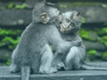 Jogo Chimpanzé Jigsaw  online