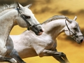 Jogo Corrediça do cavalo  online