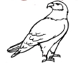 Jogo Livro para colorir águia  online