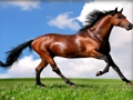 Jogo Animais Quebra-cabeça Cavalos  online