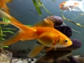 Jogo Quebra-cabeça Gold Fish  online