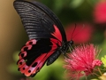 Jogo Butterfly do quebra -cabeça da natureza online
