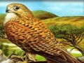 Jogo Aves de rapina quebra-cabeça  online