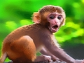 Jogo Macaco Bebê Engraçado  online