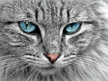 Jogo Jigsaw do olho de gato online
