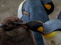Jogo Quebra-cabeça de pinguim imperador  online
