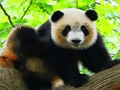 Jogo Bebê fofo panda online
