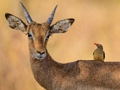 Jogo Wild Deer Jigsaw online