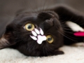 Jogo Quebra-cabeça de gatos fofos  online