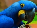 Jogo Quebra-cabeça do pássaro papagaio  online