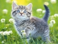 Jogo Quebra-cabeça de gatinhos  online