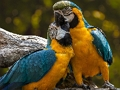Jogo Jigsaw Parrot online