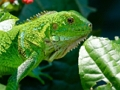 Jogo Iguana selvagem  online