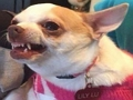 Jogo Que cachorro meme você é?  online