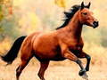 Jogo Slide de cavalo online