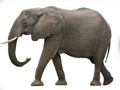 Jogo Animal ABC online