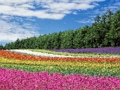 Jogo Quebra-cabeça de jardim de flores coloridas  online