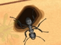Jogo Esmagar as formigas  online