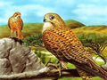 Jogo Slide de Aves de Rapina  online