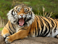 Jogo Animais Quebra-cabeça Tigre  online
