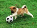 Jogo Quebra-cabeça ao ar livre cachorrinho brincalhão  online