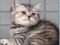 Jogo Gato Pic Pu  online
