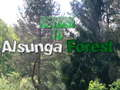 Jogo Regresso à Floresta Alsunga  online