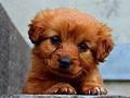 Jogo Cachorro quebra-cabeça  online
