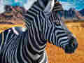 Jogo Caçador de Zebra  online