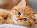 Jogo Coleção de quebra-cabeça de gatinhos  online
