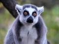 Jogo Jogo de quebra-cabeça de animais  online