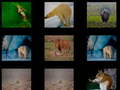 Jogo Memória Animal  online