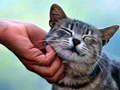 Jogo Gato fazendo cócegas  online