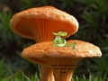 Jogo Fuga de terra de planta de cogumelo  online
