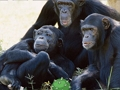 Jogo Fuga engraçada da selva do chimpanzé  online