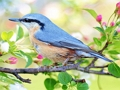 Jogo Aves escondidas  online
