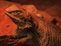 Jogo Dragão Lagarto Jigsaw  online