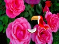 Jogo Fuga da Rosa Preciosa  online