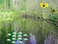 Jogo Aventura na Floresta à Luz Solar  online