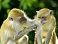 Jogo Macaco quebra-cabeça  online