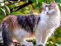 Jogo Girar quebra-cabeça - gatos e cães  online
